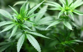 Colorado Laws of Possession for Illegal Substances
